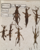 CollectionObject 1557124; bd009287-fdde-49c0-ac43-906b5fea7f5f: copyright St. Petersburg. Obrimus asperrimus 4 males & 2 females (syntypes). (CollectionObject).;CollectionObject 1557125; 58a4cce3-af5c-4c59-bcba-c0a350b1f359: copyright St. Petersburg. Obrimus asperrimus 4 males & 2 females (syntypes). (CollectionObject).