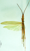 CollectionObject 1500261; a5a184c3-dfac-4f85-9c01-2de6d0a55eb6: male, dorsal view (paratype). (CollectionObject).