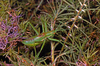 CollectionObject 1576945; 4a80e31b-e47c-441a-9d4f-13095b7eb4af, CH4185: male. (CollectionObject).