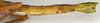 CollectionObject 1558341; NMW 839, 346a1e9a-df9c-4d47-90e4-94d02299e6d8: copyright NMW, Vienna. female: end of abdomen, lateral view (holotype). (CollectionObject).
