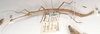 CollectionObject 1561273; 1a6c7736-f0c9-4736-9f29-09515cd4c42c: copyright OUMNH. female, lateral view (holotype). (CollectionObject).