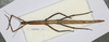 CollectionObject 1557860; a178da17-f9d0-493e-bf87-45c3bd0ed9de: copyright MHNG Geneva. female (syntype). (CollectionObject).