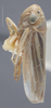 Habitus, lateral view: !! display not done !! on Ciminius sidanus (Ball, 1936): Lateral. (Observation).