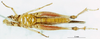 CollectionObject 1507146; aeb58e5e-1c10-452b-8574-13a5ef645a1e: male, ventral view (syntype). (CollectionObject).