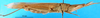CollectionObject 1501289; 838544be-f956-4edd-998d-b5a0ef908693: female, lateral view (holotype). (CollectionObject).