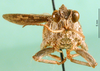 CollectionObject 1501890; 2f01f41e-460e-4a38-97e5-34793563d096: male, frontal view (paratype). (CollectionObject).