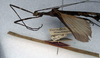 CollectionObject 1561464; NMW 188', d73d7211-42f7-4c18-9111-8f3c0d94e183: copyright NMW, Vienna. male, lateral view (syntype). (CollectionObject).