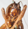 CollectionObject 1531823; b2947265-f0a2-47fd-a9ae-70039cca4205: female, frontal view (holotype). (CollectionObject).