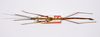 CollectionObject 1563556; 1bf13562-0a32-48bc-9da7-2b38cc70b074: copyright ZMHB, Berlin. male Dixippus jejunus, dorsal view (paralectotype). (CollectionObject).;CollectionObject 1563557; c091931c-2b98-41b9-b163-46a243f59248: copyright ZMHB, Berlin. male Dixippus jejunus, dorsal view (paralectotype). (CollectionObject).