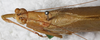 CollectionObject 1566534; NMW 21030, f714c8f6-4ae4-4f3b-812e-d38efc65c2a4: male, dorsal view. (CollectionObject).