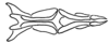 Aleuas albinae Carbonell, 2008: Fig. 27F. endophallus, dorsal view. (Otu).