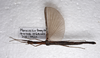 CollectionObject 1581332; 7c2deb88-1d1e-4469-b21a-2602c7ee2e92: copyright ZRC Singapore. female, dorsal view (holotype). (CollectionObject).