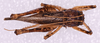 CollectionObject 1581155; 30f9cf53-5069-430f-8639-f52b6ddc6c9f: female, dorsal view (holotype). (CollectionObject).