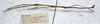 Carausius tanahrataensis Seow-Choen, 2000: copyright LKCNHM, Singapore. male, lateral view (paratype). (Otu).
