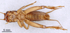 CollectionObject 1522780; 6476deb1-71a6-4548-860d-ad3c2fbcc6de: Male, ventral view (holotype). (CollectionObject).