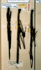CollectionObject 1559961; 741aa212-4db1-4dba-8dc6-ccfa4252ad6d: copyright RBINS Brussels. female, dorsal & lateral views (syntypes). (CollectionObject).