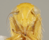 Head: !! display not done !! on Balclutha frontalis (Ferrari, 1882): Head/Face. (Observation).