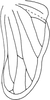 Hind wing on Coganus breviatus (Cogan, 1916): Hind wing. (Observation).