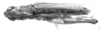 CollectionObject 1533645; 8aa2610b-2360-442c-b112-b04b200d8ab5: Image Carbonell, C.S. female, dorsal view (lectotype). (CollectionObject).