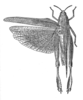 (after type). female, dorsal view. Depicts Marellia remipes Uvarov, 1929, an Otu.