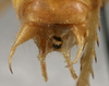 CollectionObject 1533098; 5af860b7-a751-4b62-9012-e584124bd276: male cerci (holotype). (CollectionObject).