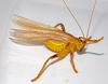 CollectionObject 1591836; bbe9770f-f5d7-4665-abef-072b32575207: adult male, lateral view. (CollectionObject).
