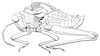 Pneumoracris browni Dirsh, 1963: Fig. 12, 1. male habitus. (Otu).