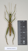 CollectionObject 1562197; NHMUK(SF IMPORT DUPLICATE) 844971, a5b6d128-867e-4ddc-915e-1b97019df3b4: copyright Natural History Museum, London. male (holotype). (CollectionObject).