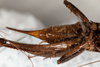 CollectionObject 1531299; f83e2ff5-29ac-4f62-9931-07564c9fac13: female #1, ventral view (paralectotype). (CollectionObject).