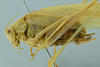 CollectionObject 1532178; 1adf74d6-67cd-4568-838a-21950ab0adc9: male, close-up of body, lateral view (syntype). (CollectionObject).