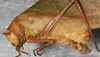 CollectionObject 1532267; NMW 10375, 19959b67-3d57-4723-900e-f534c575753f: female, lateral view (holotype). (CollectionObject).