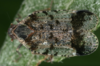 Live specimen: !! display not done !! on Cixius (Ceratocixius) cunicularia (Linnaeus, 1767): (Observation).