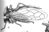 Habitus, lateral view on Cyphonia polita Sakakibara, 1968 now Cyphonia ancoralis Berg, 1883: (Observation).