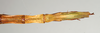 CollectionObject 1563756; 83cbfd78-fadb-461b-9fc7-5597cde468ca: copyright MIZ. female: end of abdomen, ventral view (paratype). (CollectionObject).