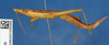 CollectionObject 1518977; efb0eedf-71e1-4ac5-a7db-26a1ab01838f: male, lateral view (holotype). (CollectionObject).