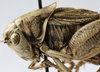 CollectionObject 1539773; 3409c28e-f90b-4cdf-b8b5-8219f9b9a3dd, MNHN-EO-ENSIF824: male pronotum lateral (syntype). (CollectionObject).