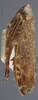 Habitus, lateral view: !! display not done !! on Allygidius (Dicrallygus) furcatus (Ferrari, 1882): Lateral. (Observation).