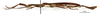 CollectionObject 1558257; 47e572b2-bf95-48f0-8550-063f4b2b18b2: copyright MNHN, Paris. male, lateral view of Damasippoides erythropterus (syntype). (CollectionObject).