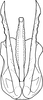 Aedeagus, ventral view on Koreanopsis koreana Kwon & Lee, 1979: Aedeagus, ventral view. (Observation).