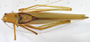 CollectionObject 1541673; c8520d7e-06b1-487d-8d4d-75c326ab3b23: male, dorsal view (paratype of Catoptropteryx latipennis). (CollectionObject).