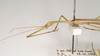 CollectionObject 1561988; 13fa6824-f69f-4ae5-9208-1d976b65fcb0: copyright ANIC, Canberra. male: head and thorax, lateral view of synonym Sipyloidea ovabdita (holotype). (CollectionObject).