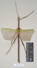 CollectionObject 1558909; NHMUK(SF IMPORT DUPLICATE) 844943, 1aa9a8e5-1d08-469a-80e4-efe03756fa65: copyright Natural History Museum, London. male (holotype). (CollectionObject).