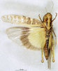 CollectionObject 1507273; 429665a1-5b58-4d45-8b71-9d6e87f7b206: female, dorsal view (paratype of Gastrimargus transvaalensis). (CollectionObject).