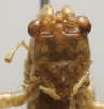 CollectionObject 1535910; 48200d88-1bdc-40b9-8dd7-df7597dff9b4: female face (paralectotype of Xiphidiopsis mitrata) [Gonamytta occidentalis accoding to Paris 1994]. (CollectionObject).
