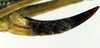 CollectionObject 1500523; 0e05356a-cb78-4260-b6ec-7032350f3546, DORSA BTplaragHTF: ovipositor (holotype). (CollectionObject).