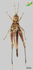 CollectionObject 2275787; 61386727-09ba-49d1-9ac0-df369981fcf5, Unioeste Cascavel K-1300: Female, ventral view. (CollectionObject).