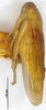 Habitus, lateral view: !! display not done !! on Batracomorphus (Batracomorphus) gracilis Li & Wang, 2003 now Batracomorphus (Batracomorphus) irroratus Lewis, 1834: (Observation).