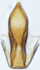 Aedeagus, ventral view on Exitianus indicus (Distant, 1908): dorsal view. (Observation).