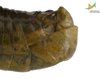 CollectionObject 1849152; e72b6abf-4127-4552-9b34-d3fa3abbe9bf, Unioeste Cascavel K-0563: Male. End of abdomen, lateral view. Code: K-0563. (CollectionObject).