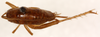 CollectionObject 1499642; f3dd538b-061c-4365-9bcc-5dfaf6e83db9: female, dorsal view (allotype). (CollectionObject).